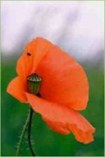 Jeder kennt die Mohnblumen die auf Stilllegungsflächen in aller Pracht erblühen.