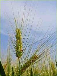 Der Ackerbau sollte abwechslungsreich sein. Gerade bei den kleinen Flächen der Selbstversorger ist dies wichtig.