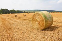 Stroh im Rundballen nach der Ernte gepresst