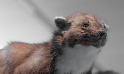 Mardervergrämmung um Schäden zu vermeiden