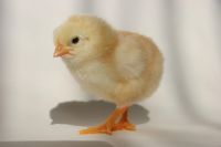 Gesunde und vitale Küken durch sauberes Trinkwasser