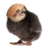 Bruteier kaufen – Auswahl aus über 200 Hühnerrassen