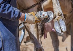 Klauenpfleger bei Rindern