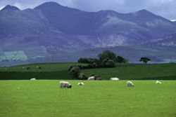 Wiesen und Weiden Nachhaltig bewirtschaften