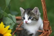 Urlaub auf dem Bauernhof in Schleswig – Holstein