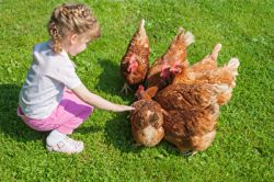 Futter und das Wasser für die Hühner