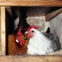 Hühnerhaltung und Hühnerstall