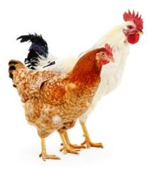 Rote Vogelmilben beim Geflügel bekämpfen