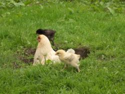 Sandbad für Hühner