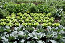 Mit hochwirksamen Unkrautvernichtern des lästige Unkraut im Garten bekämpfen