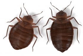 Bettwanzen bekämpfen