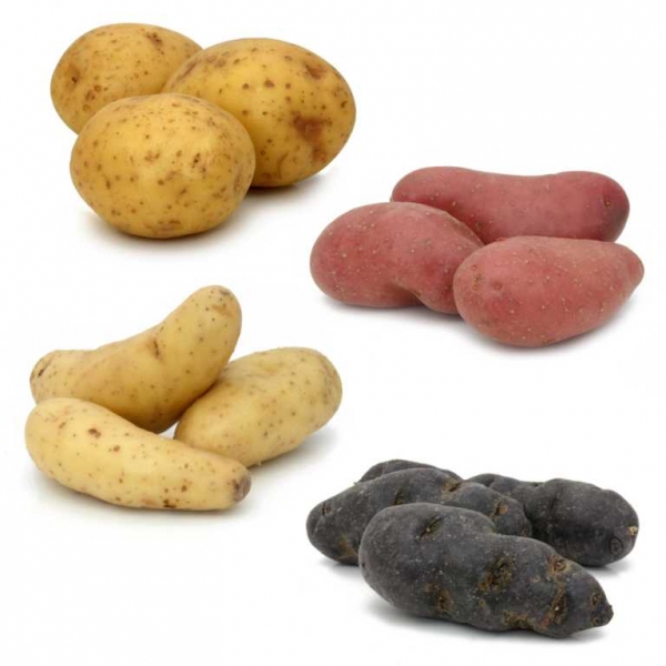 Kartoffeln anbauen und ernten