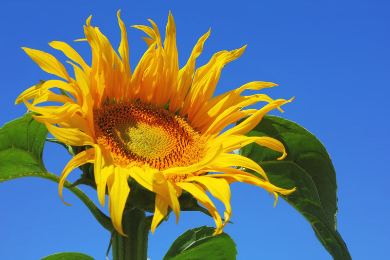 Pflanzenschutzmittel online bestellen