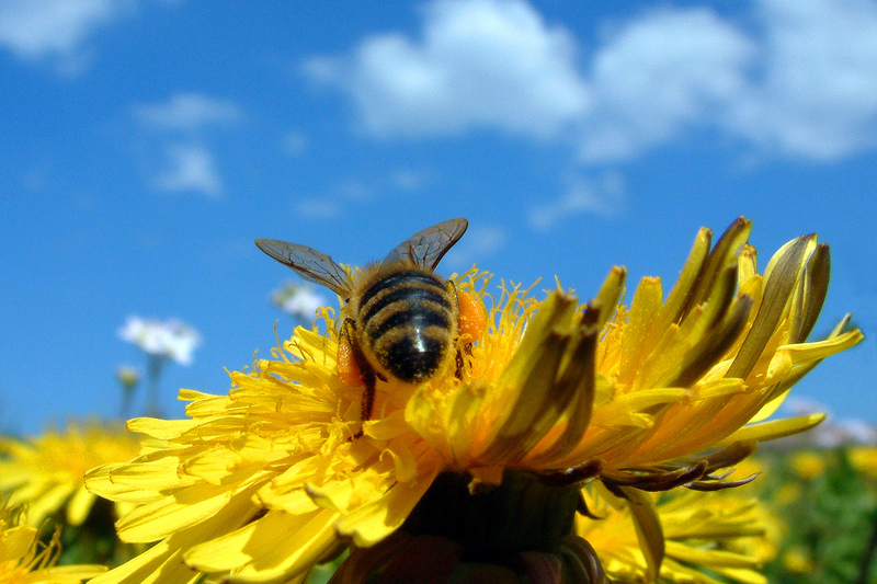 Biologischer Pflanzenschutz