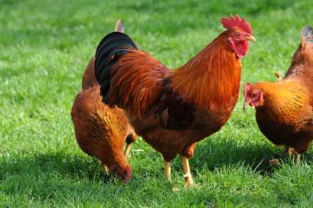 Hühner Krankheiten behandeln