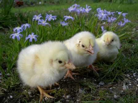 Hühner Küken Aufzucht