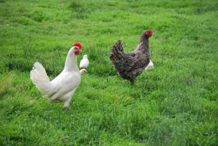 Hühnerhaltung und Hühnerpest