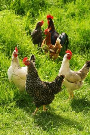 Junghähne und Junghennen