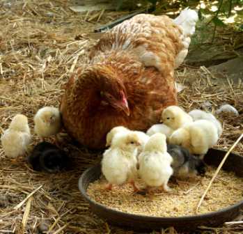 Küken richtig füttern