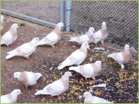 Tauben bei der Fütterung