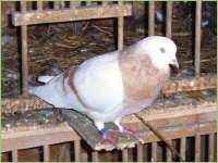 Die Taubenzucht auf dem Bauernhof