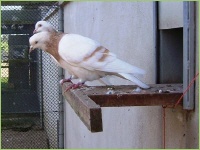 Taubenpärchen am Ausflug