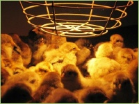 Küken unter der Wärmelampe