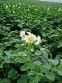 Wahl der richtigen Saatkartoffel