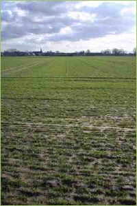 Stehendes Wasser auf dem Acker wirkt sich stets schlecht auf das Saatgut aus.