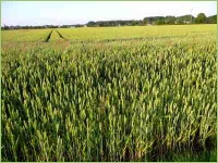 Die Kenntnisse um die richtige Bewirtschaftung des Bodens sichern gute Erträge.