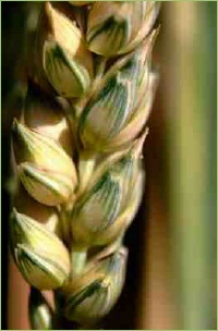 Die richtige Fruchtfolge sorgt für gesundes Wachstum.