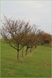 Obstbäume auf der Plantage