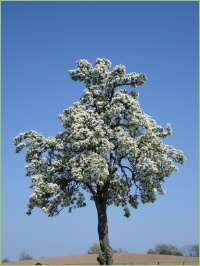 Baumformen können sehr unterschiedlich sein