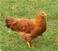 Krankheiten des Geflügels