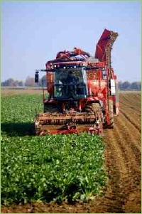 Rübenernte sehr modern