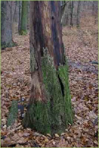 Bakterienbefall an Bäumen