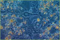 Bodenbakterien in der Landwirtschaft