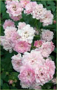 die tollsten Blumen erblühen