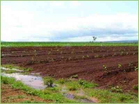 Stehendes Wasser auf dem Acker wirkt negativ auf das Saatgut und die jungen Pflanzen
