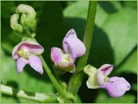 Hülsenfrüchte im Garten
