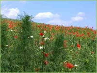 Viele Kräuter und Pflanzen siedeln sich schnell auf Brachland an