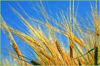 Braugerste Anbau Erträge