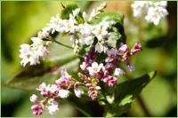 Blühender Buchweizen