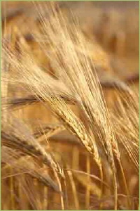 Dünger für Getreide