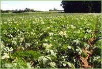 Durch Düngung lassen sich Erträge steigern.