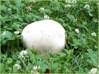 Düngemittel für gutes Wachstum