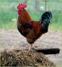 Natürlicher Dünger und Kunstdünger