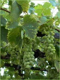 Gesundes Wachstum durch Dünger