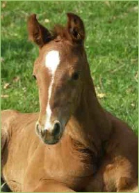 Pfohlen auf der Wiese