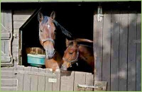 Aufzucht von Pferden